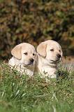 LABRADOR 330